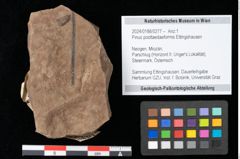 Foto (Objekt + Etikett) von Pinus posttaedaeformis Ettingshausen (NHMW-GEO-2024-0188-0277)